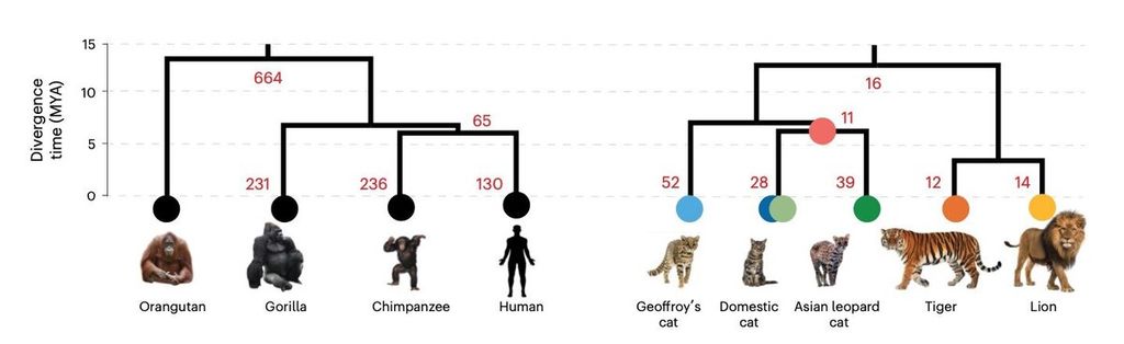 Grafik yang membandingkan jumlah variasi genetik tertentu antara primata dan kucing dalam skala waktu evolusi. <b>Kredit</b>: <i>William Murphy, Texas A&M University, dan rekannya dalam Nature Genetics (2023)</i>