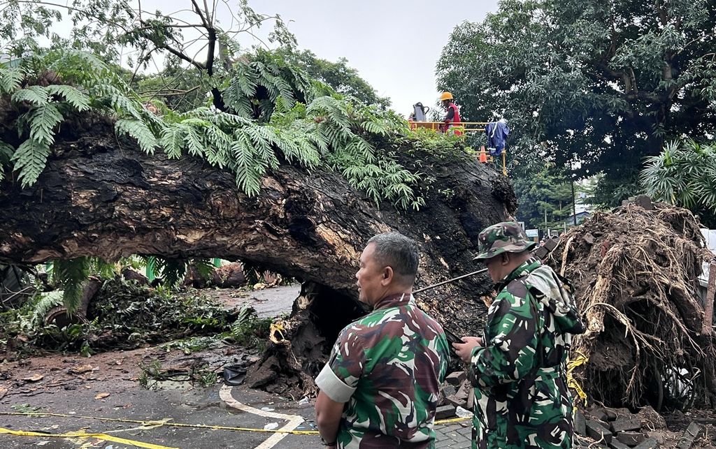 Sebuah pohon beringin berukuran besar di Jalan Sungai Lariang, Makassar, tumbang pada Jumat (23/12/2022). Peristiwa ini menyebabkan lima korban luka. Butuh lebih dari tiga hari untuk memotong pohon dan membuka jalan yang tertutup batang pohon.
