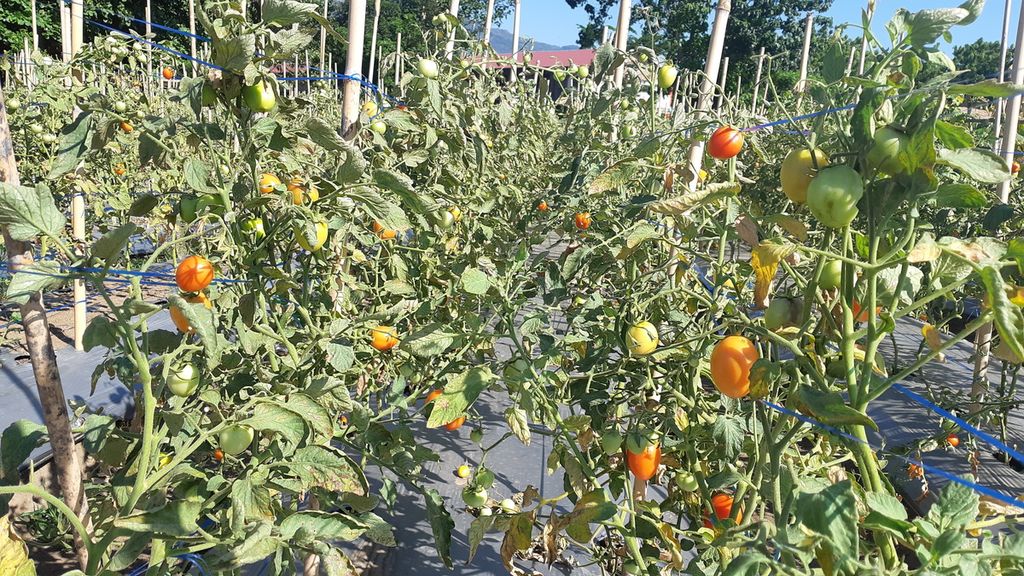 Produksi tomat dengan sistem irigasi tetes di salah satu lahan pertanian di Maumere, Kabupaten Sikka, Nusa Tenggara Timur, Selasa (21/6/2022). Sistem irigasi tetes dianggap lebih efektif dan efisien. 