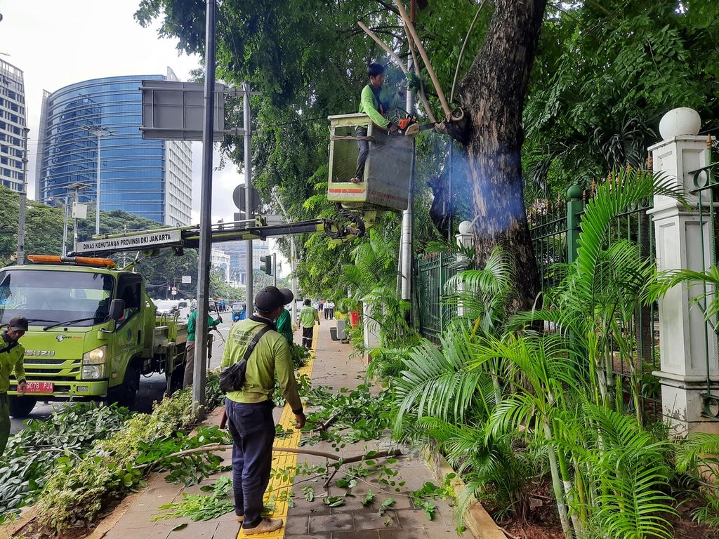 Petugas Dinas Pertamanan dan Hutan Kota DKI Jakarta memangkas beberapa dahan pohon angsana di depan Stasiun Gambir, Jakarta, Rabu (1/3/2023). 