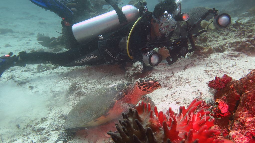 Seekor penyu sedang mencari makan di ekosistem terumbu karang di Dermaga Kampung Arborek, Raja Ampat, Papua Barat, Jumat (28/5/2021). Riset terbaru menunjukkan fauna dilindungi ini bisa terganggu oleh polusi suara atau kebisingan bawah laut di kolom air.
