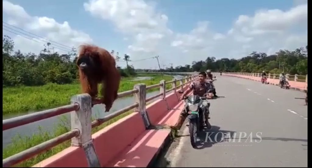 Pengguna jalan mencoba menggiring orangutan keluar dari jembatan di Kotawaringin Barat, Kalimantan Tengah, Sabtu (2/7/2022). 