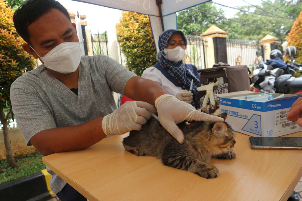Dokter hewan sedang menyuntikan vaksin rabies ke seekor kucing di Kantor Kelurahan Pancoran, Jakarta Selatan, Rabu (9/11/2022)