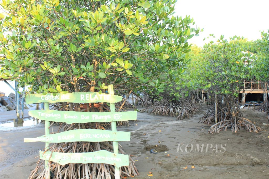 Potret pohon mangrove di Pantai Rembat di Desa Juntinyuat, Kecamatan Juntinyuat, Kabupaten Indramayu, Jawa Barat, Senin (30/10/2023) sore. Kehadiran pohon mangrove itu turut mencegah laju abrasi di Pantai Rembat. 