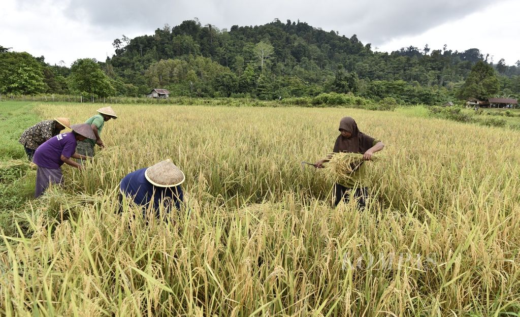 Petani memanen padi di Desa Buton, Pulau Obi, Halmahera Selatan, Maluku Utara, Minggu (26/11/2023).  