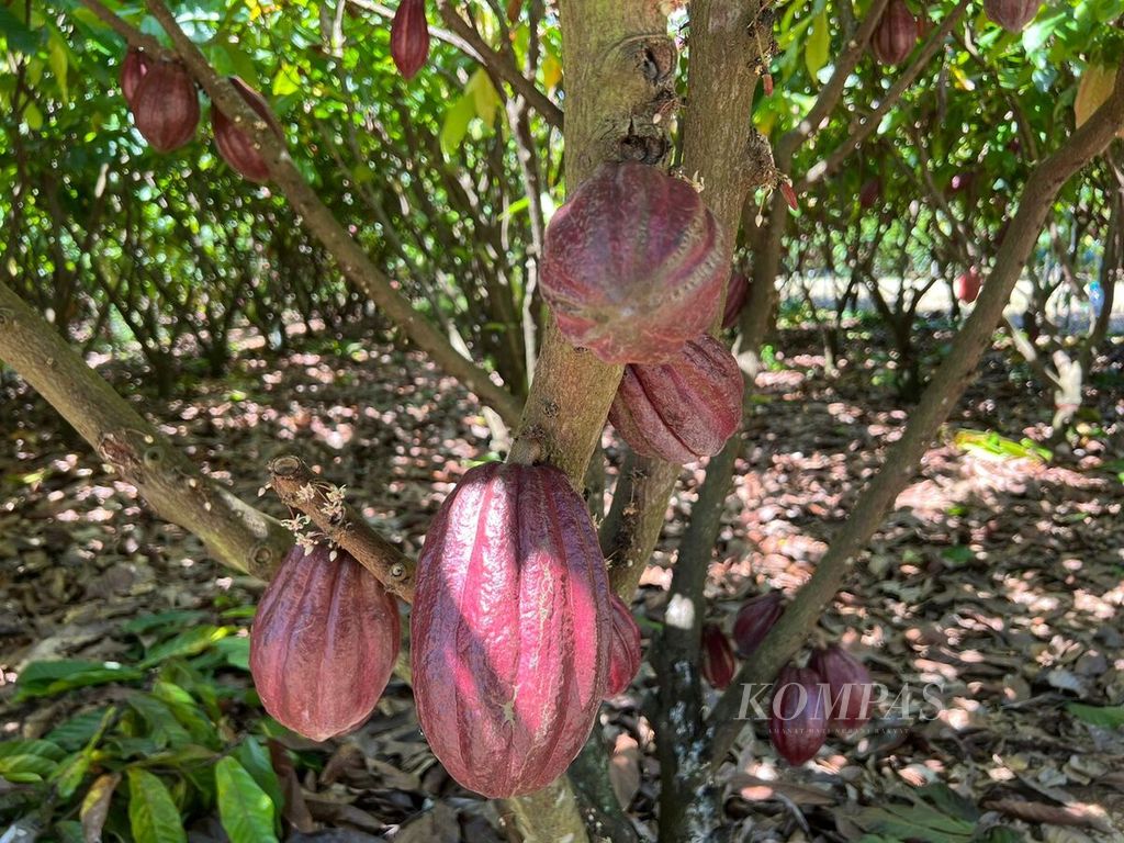 Tanaman kakao yang berbuah di laboratorium pengembangan kakao PT Mars di Pangkep, Sulawesi Selatan, Rabu (18/5/2022). PT Mars berkomitmen mendorong petani mengembangkan kakao berkelanjutan.