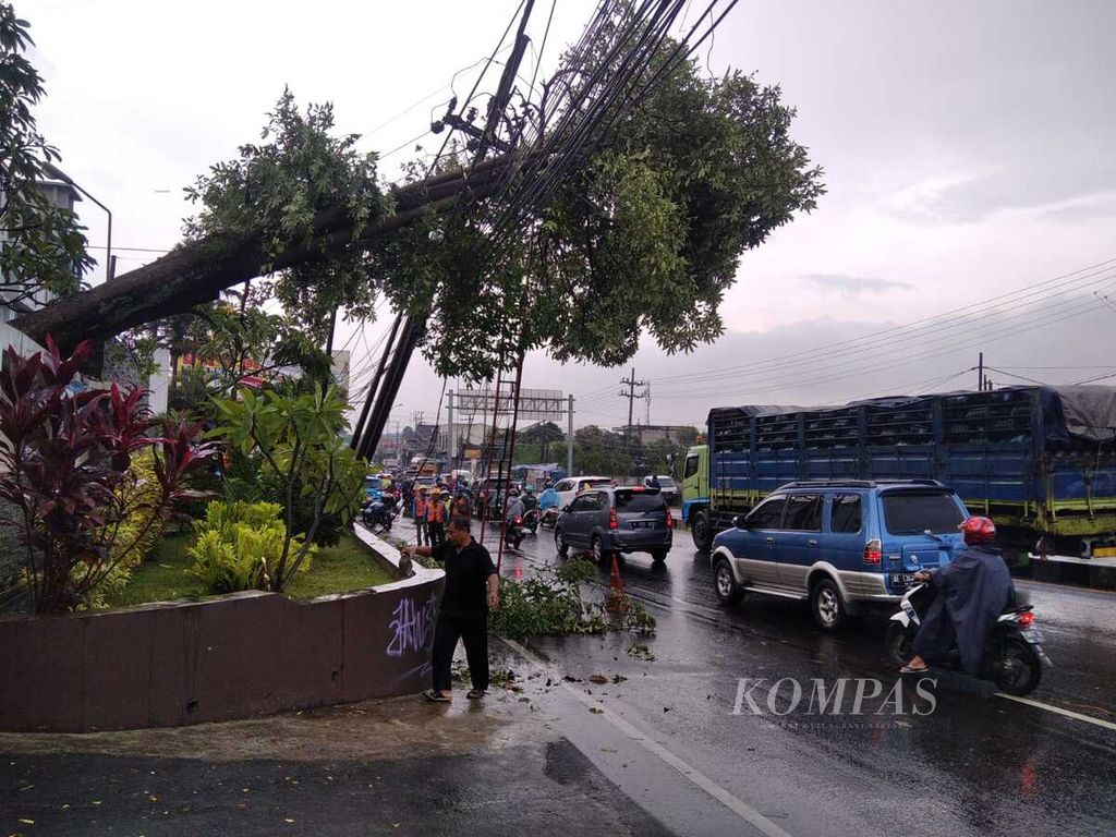 Pohon tumbang di Jalan Malang-Surabaya, Karanglo, Kabupaten Malang, Kamis (3/2/2022). 