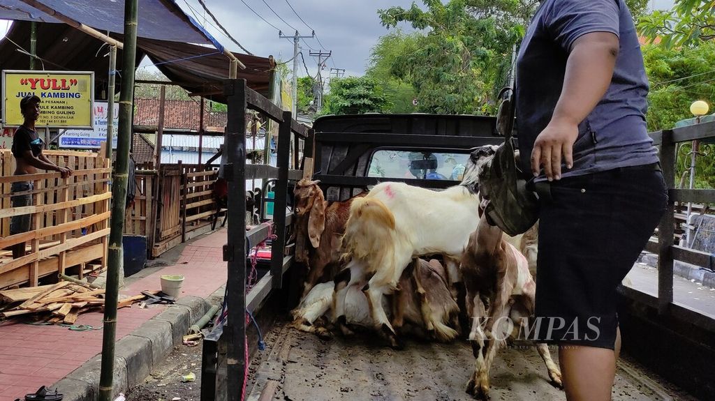 Penjualan hewan kurban di Kota Denpasar, Bali, Minggu (26/6/2022), belum terpengaruh dampak wabah penyakit mulut dan kuku. Bali mewaspadai dan mengantisipasi masuknya penyakit mulut dan kuku, meskipun sampai saat ini, Bali masih bebas dari penyakit itu.