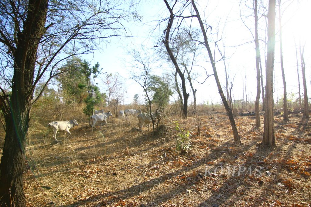 Sejumlah sapi gembalaan warga berkeliaran di area Taman Nasional Baluran, Situbondo, Selasa (18/9/2018). 