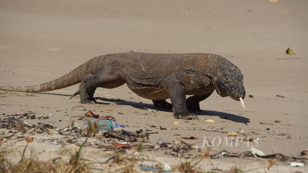 Seekor komodo berjalan menyusuri pesisir pantai di Pulau Komodo, Kawasan Taman Nasional Komodo, Nusa Tenggara Timur, Kamis (28/7/2022). Perubahan iklim dapat mengancam komodo.