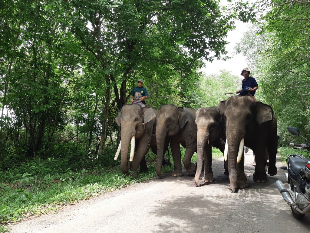 Para <i>mahout </i>atau pawang menggiring gajah jinak menuju Pusat Latihan Gajah di Taman Nasional Way Kambas, Kabupaten Lampung Timur, Lampung, Kamis (18/1/2024). 