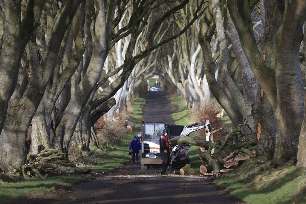 Petugas membersihkan lokasi tempat pohon-pohon yang dijadikan lokasi pengambilan gambar serial televisi HBO <i>Games of Throne</i> tumbang akibat Badai Isha di Dark Hedges, County Antrim, Irlandia Utara, Senin (22/1/2024). 