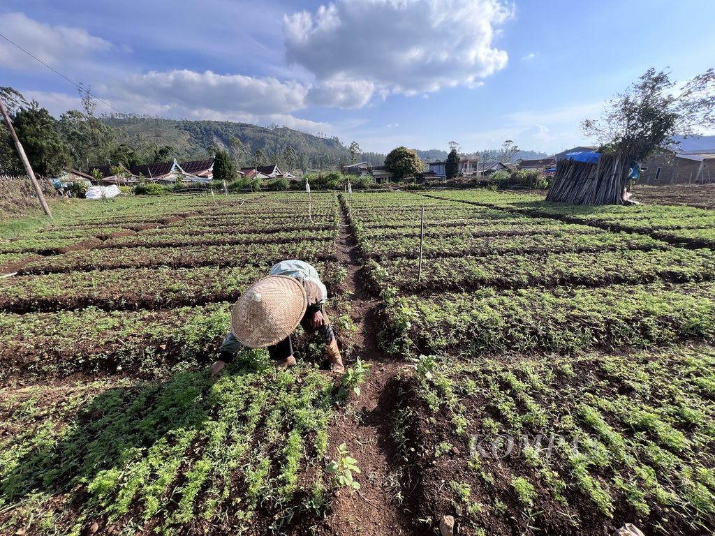 Seorang petani membersihkan tanaman wortel dari rumput, di Kelurahan Pattapang, Kecamatan Tinggimoncong, Gowa, Sulawesi Selatan, Rabu (11/10/2023). Walau kemarau, petani tetap berusaha menyelamatkan tanamannya.
