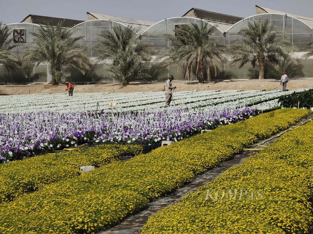 Pekerja tengah mengamati hamparan bunga di Al Sulaiteen Agricultural & Industrial Complex, Sabtu (3/12/2022). Bunga itu didstribusikan untuk kebutuhan taman dan agenda istimewa di Qatar.
