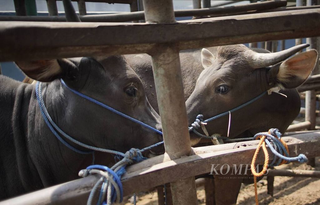  Hewan kurban mengantre untuk disembelih di rumah potong hewan (RPH) PD Dharma Jaya, Cakung, Jakarta Timur, Sabtu (1/8/2020). Ada sekitar 800 ekor sapi yang akan disembelih selama empat hari dalam rangka Idul Adha 1441 H. Pemotongan hewan kurban di Jakarta salah satunya dipusatkan di RPH tersebut untuk mencegah terjadinya kerumunan warga dan pencegahan penyebaran Covid-19. 