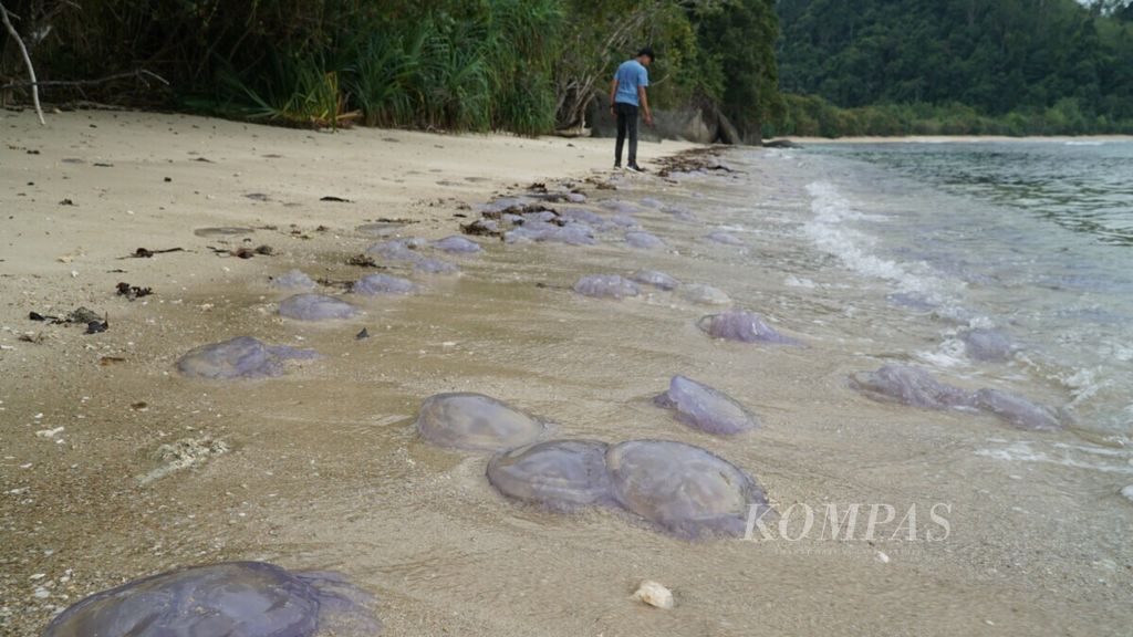 Ubur-ubur terdampar di Pantai Erong, Nagari Sungai Pinang, Koto XI Tarusan, Pesisir Selatan, Sumatera Barat, Jumat (9/8/2019) siang. Kemunculan ubur-ubur tersebut di kawasan pesisir terjadi sejak empat bulan terakhir.