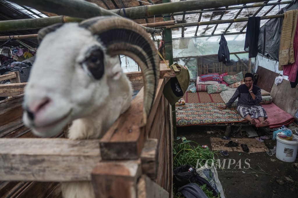 Ahudin (70) dan keluarganya mengungsi dengan menumpang pada sebuah kandang kambing di Kampung Babakan Baru, Desa Pakuon, Kecamatan Sukaresmi, Kabupaten Cianjur, Jawa Barat, Sabtu (26/11/2022). Rumah milik pasangan warga lansia Ahudin dan Ros, yang ditempati dengan keempat anaknya yang telah berkeluarga, hancur akibat gempa pada Senin (21/11/2022). 