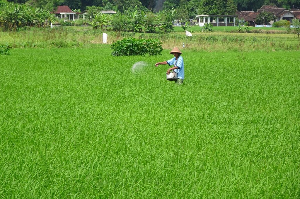 Petani memupuk tanaman padi di Desa Duwet, Kecamatan Wonosari, Kabupaten Klaten, Jawa Tengah, Senin (24/2/2020).