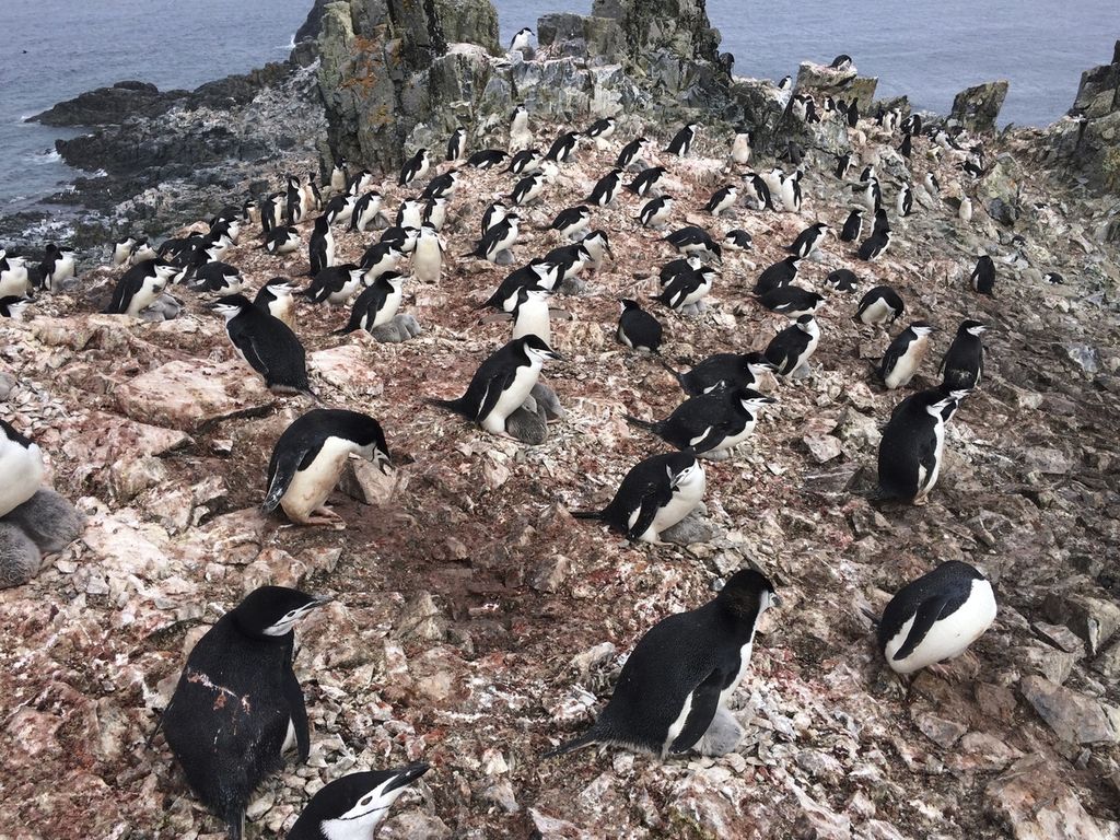 Foto oleh peneliti tidur Won Young Lee menunjukkan penguin chinstrap di Pulau King George Island, Antartika. Para peneliti menemukan para orangtua penguin terpaksa mengganti pola tidur mereka menjadi tidur yang sangat pendek demi menjaga anak-anaknya. 