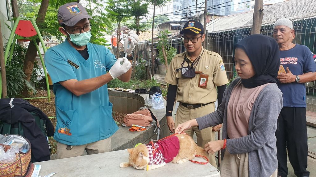 Dokter hewan dari Dinas Ketahanan Pangan, Kelautan, dan Pertanian DKI Jakarta, Samsul Arifin, bersiap menyuntik kucing bernama Viko yang berusia 2 tahun di Taman Pasar Ciplak, Karet Kuningan, Setiabudi, Jakarta Selatan.