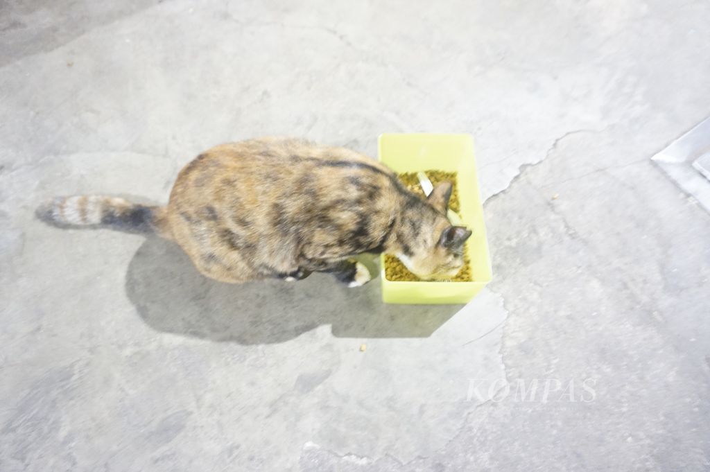 Seekor kucing tampak menyantap makanan yang baru diberikan sukarelawan komunitas Peduli Kucing Pasar Jogja di Pasar Demangan, Yogyakarta, Rabu (20/7/2022).