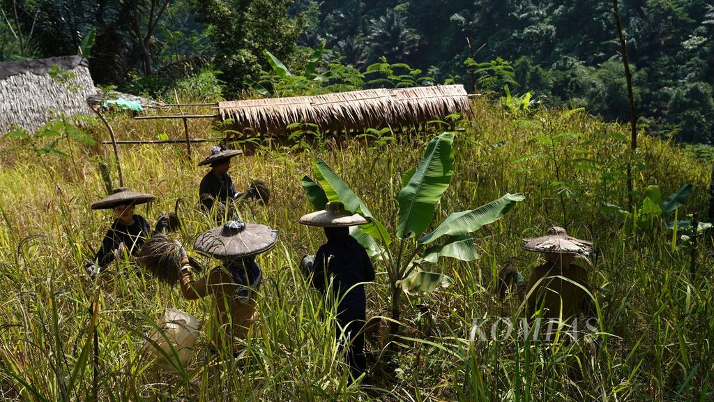 Baduy Residents work together to harvest field rice using<i> etem</i> on steep hills in Gajeboh Village, Kanekes Village, Leuwidamar District, Lebak Regency, Banten, Thursday (16/3/2023). Rice is grown without irrigation and chemical fertilizers.