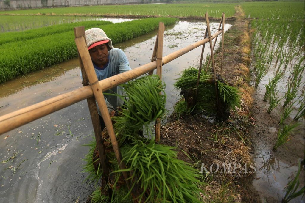 Suria, petani penggarap lahan, sedang mencabuti bibit padi dari lahan persemaian untuk ditanam di sawah di kawasan Kosambi, Tangerang, Banten, Sabtu (10/10/2020).  