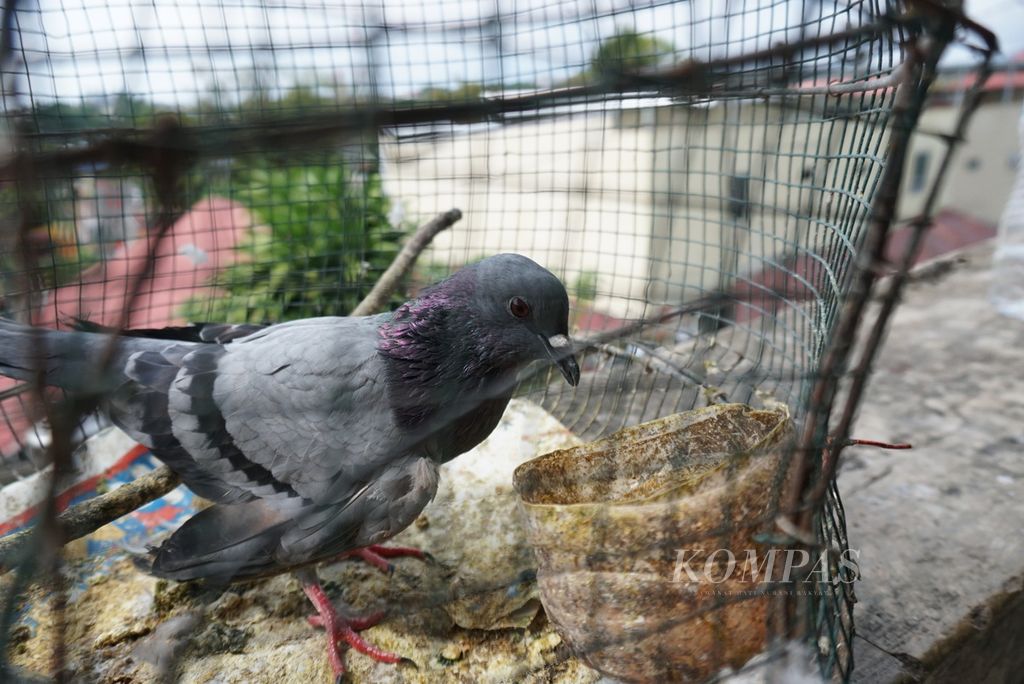 A bird with a broken wing is being kept by Sajjad in a cage, on December 17, 2022. Sajjad is an immigrant from Afghanistan-Syria who is stranded in Indonesia.