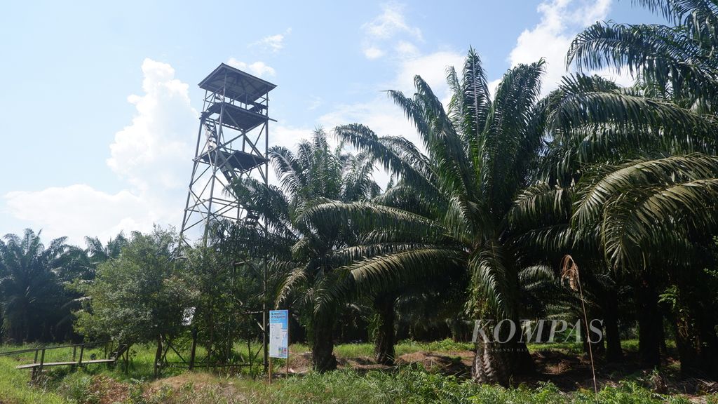 Menara pantau kebakaran lahan di perkebunan kelapa sawit PT Tri Buana Mas (TBM) di Kecamatan Candi Laras Utara, Kabupaten Tapin, Kalimantan Selatan, Senin (26/6/2023).