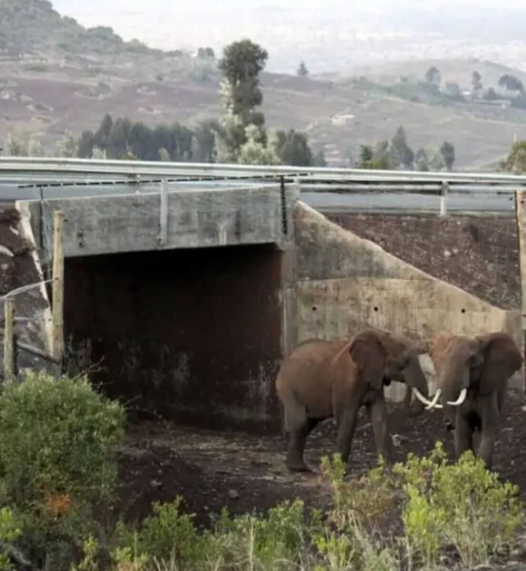 Sebuah terowongan yang dibangun di Kenya, Afrika, untuk membantu gajah liar tetap dapat melintasi jalan tanpa memutus alur jelajahnya. Foto diambil pada Januari 2014.