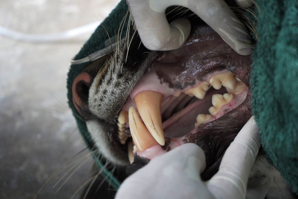 Proses pembiusan seekor harimau sumatera di Pusat Rehabilitasi Harimau Sumatera Dharmasraya, Sumatera Barat, Senin (29/7/30). Harimau itu akan dikembalikan ke habitatnya di Riau.