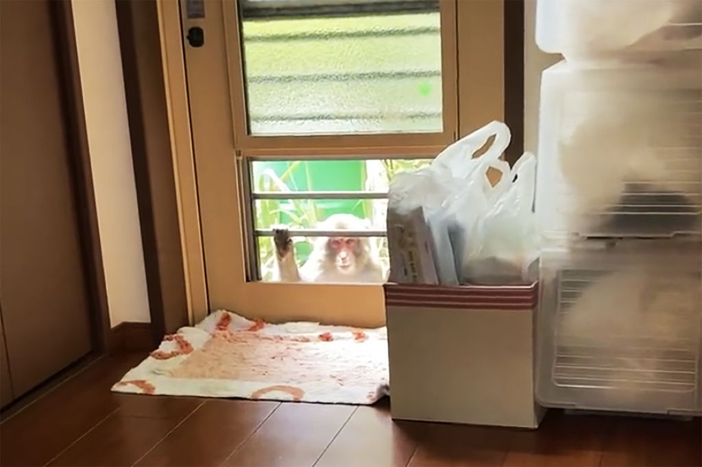 Foto tangkapan dari sebuah tayangan video ini memperlihatkan seekor monyet melongok dari jendela sebuah rumah di Yamaguchi, Jepang, Sabtu (23/7/2022). 