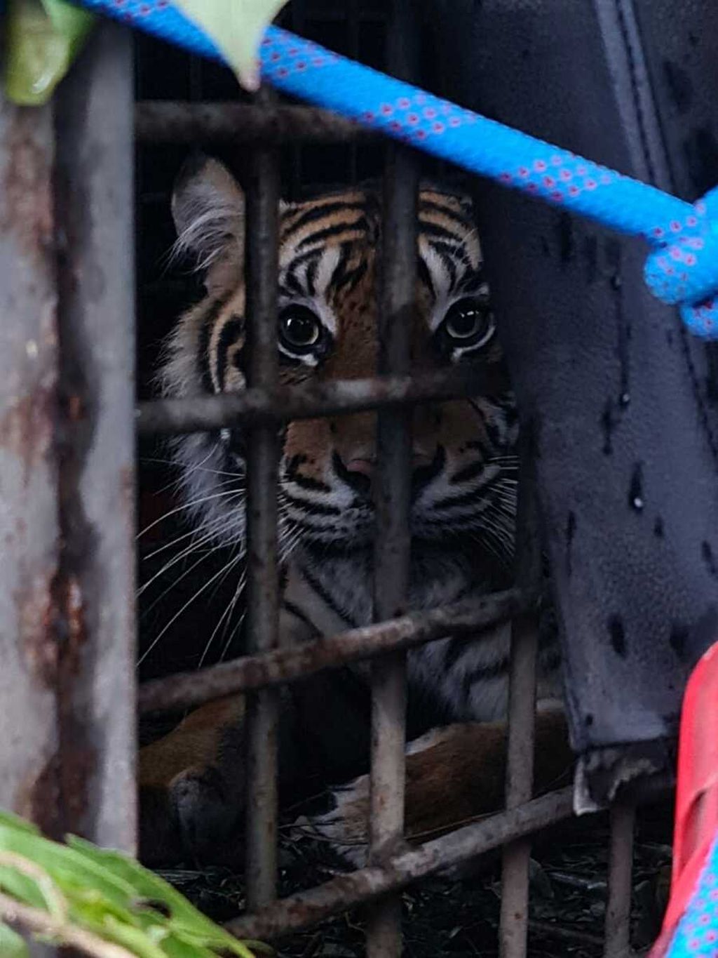 Dua harimau sumatera dimasukkan ke kandang saat hendak dilepasliarkan di zona inti Taman Nasional Kerinci Seblat (TNKS), Jambi, Rabu (8/6/2022). Dua harimau sumatera itu anak dari korban konflik. Keduanya lahir dan besar di Suaka Satwa Harimau Sumatera Barumun.
