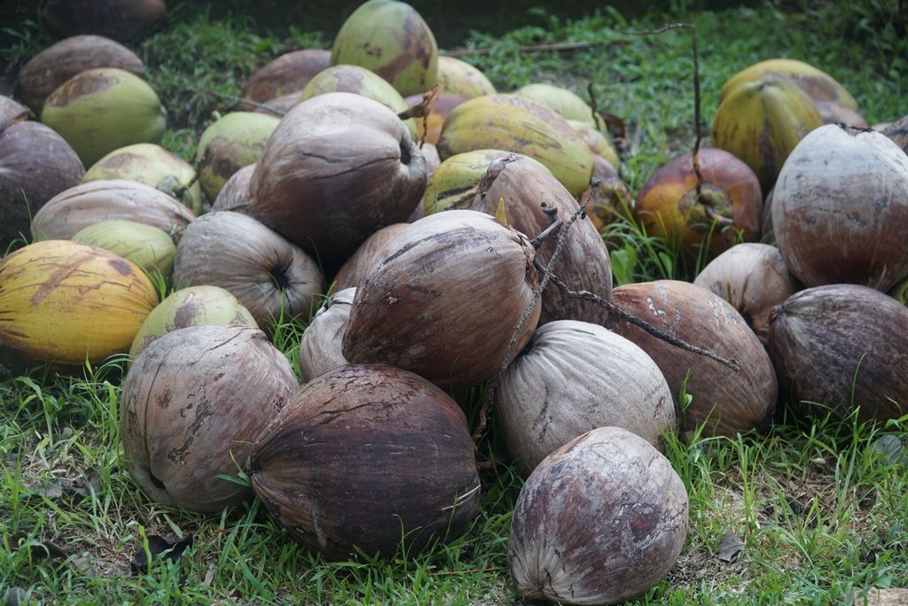 Buah kelapa yang telah dipetik di Desa Kaburu, Kecamatan Bontomanai, Kepulauan Selayar, Sulawesi Selatan, Selasa (28/11/2023). 