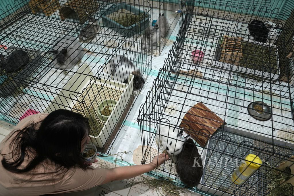 Lisa (35) memberi camilan kelinci di tempat penginapan hewan The Buntel di Rukan City Garden Maisonette, Cengkareng, Jakarta Barat, Jumat (5/4/2024).  Saat ini terdapat 32 ekor kelinci dititipkan di tempat penginapan hewan ini yang akan bertambah menjelang Lebaran nanti. Satu ekor kelinci yang menginap dikenai biaya Rp 35.000 hingga Rp 85.000 tergantung paket yang diambil. 