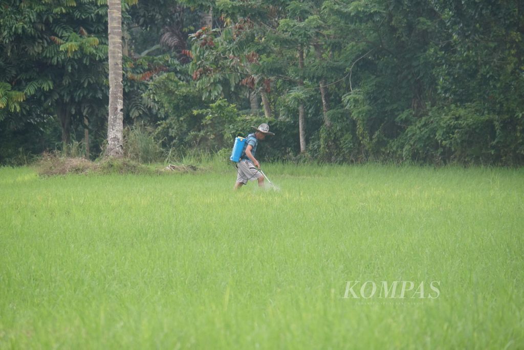 Petani menyemprotkan pestisida di sawah yang digarapnya di Desa Mengkang, Bolaang Mongondow, Sulut, Sabtu (16/7/2022).
