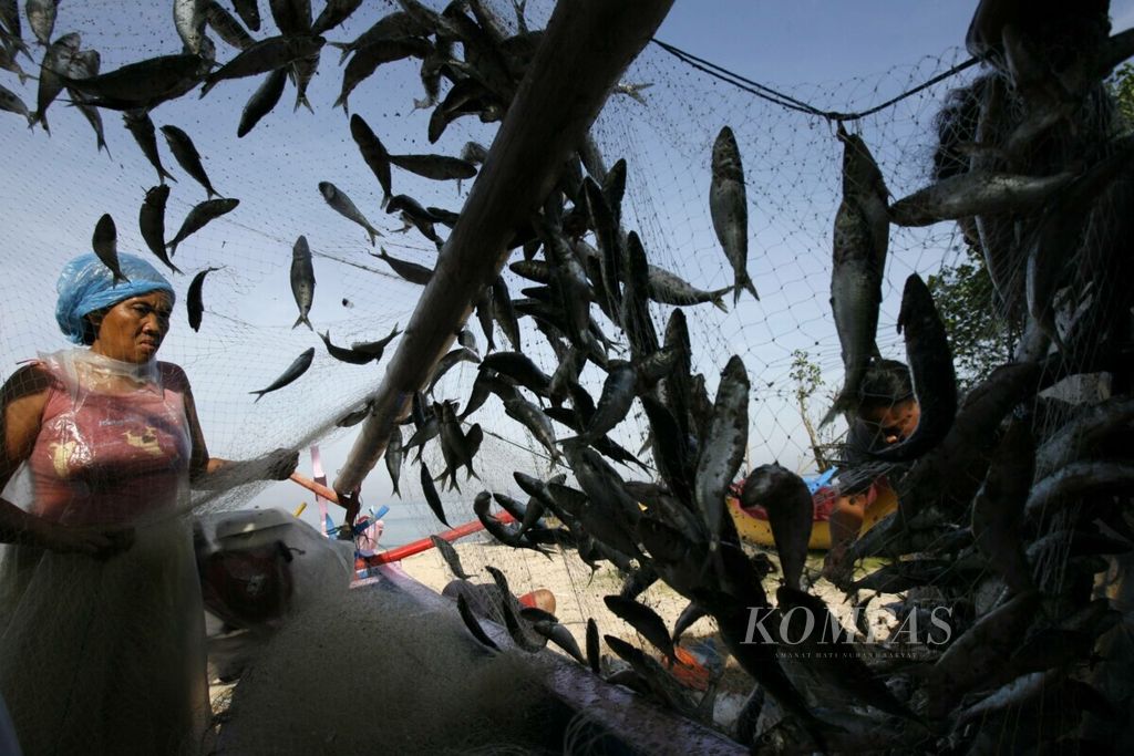 Nelayan melepas ikan lemuru dari jaring di perkampungan nelayan di Jimbaran, Bali, Sabtu (8/12).