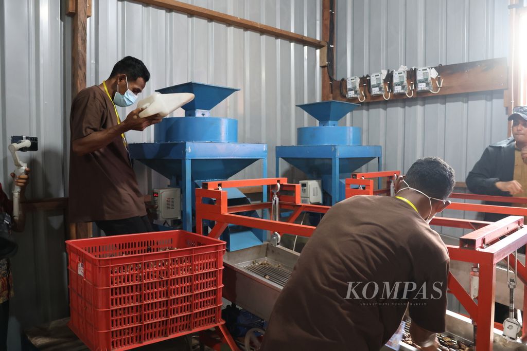 Pekerja memasukkan pala kering ke dalam mesin pemecah cangkang di rumah pengolahan pala Papua Global Spices, Fakfak, Papua Barat, Kamis (13/7/2023). Pala menjadi komoditas unggulan di Fakfak.
