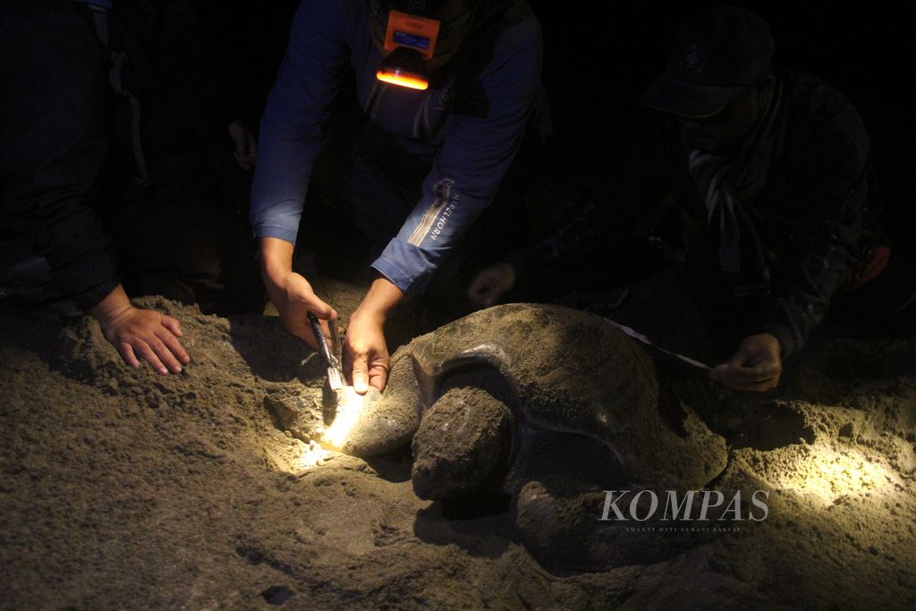 Petugas memasang penanda pada seekor penyu lekang (<i>Lepidochelys olivacea</i>) yang bertelur di kawasan pantai Taman Nasional Alas Purwo, Kabupaten Banyuwangi, Jawa Timur, Jumat (28/7/2023) malam. 