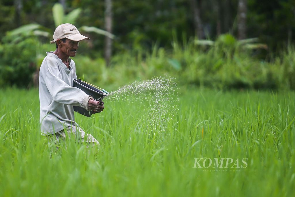 Alis (63) mengawali tahun dengan memupuk tanaman padinya yang berusia tiga bulan menggunakan urea di kawasan Cisauk, Tangerang, Banten, Sabtu (1/1/2022). 