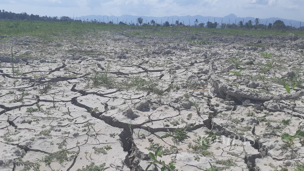 Areal pertanian di Oesao, Kabupaten Kupang, Nusa Tenggara Timur, mulai mengalami kekeringan, Senin (21/6/2021). Badan Meteorologi, Klimatologi, dan Geofisika mengingatkan ancaman kekeringan di hampir semua wilayah NTT.