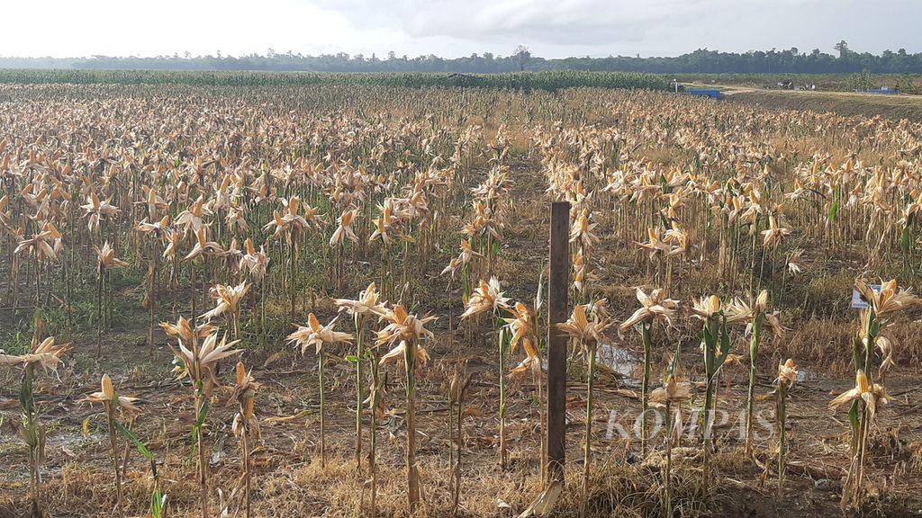 Kawasan lumbung pangan jagung di Kampung Wambes, Distrik Mannem, Kabupaten Keerom, Papua, Kamis (6/7/2023).