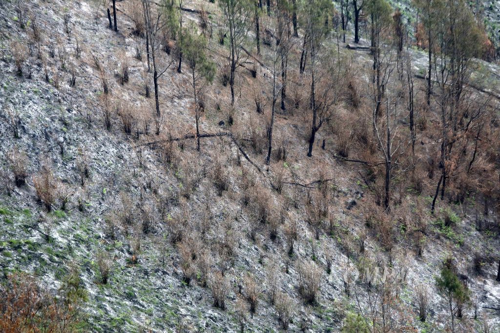 Sisa pepohonan yang hangus terbakar di kawasan sabana atau padang rumput di lereng bukit dalam kawasan Gunung Bromo di Taman Nasional Bromo Tengger Semeru, Jawa Timur, di daerah Jemplang, Desa Ngadas, Kecamatan Poncokusumo, Kabupaten Malang mulai terlihat hijau, Sabtu (28/10/2023).