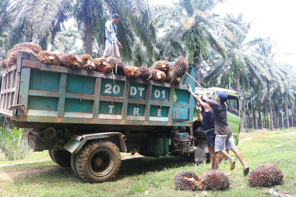 Buruh memuat sawit ke atas truk di sebuah perusahaan perkebunan di Kecamatan Bahorok, Kabupaten Langkat, Sumatera Utara, Rabu (26/7/2023). 