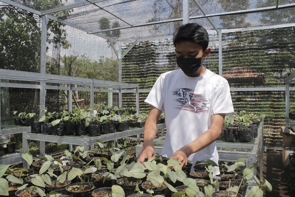 Rizky Anggara (20) merawat salah satu bibit tanaman hias di <i>shade house </i>(rumah peneduh) Satuan Pelayanan Margahayu, Lembang, Balai Benih Hortikultura (BBH) Dinas Tanaman Pangan dan Hortikultura Jawa Barat, Kecamatan Lembang, Kabupaten Bandung Barat, Jumat (10/9/2021). Rizky adalah salah satu peserta Program Petani Milenial Jabar untuk mempelajari budidaya dan bisnis komoditas tanaman hias.
