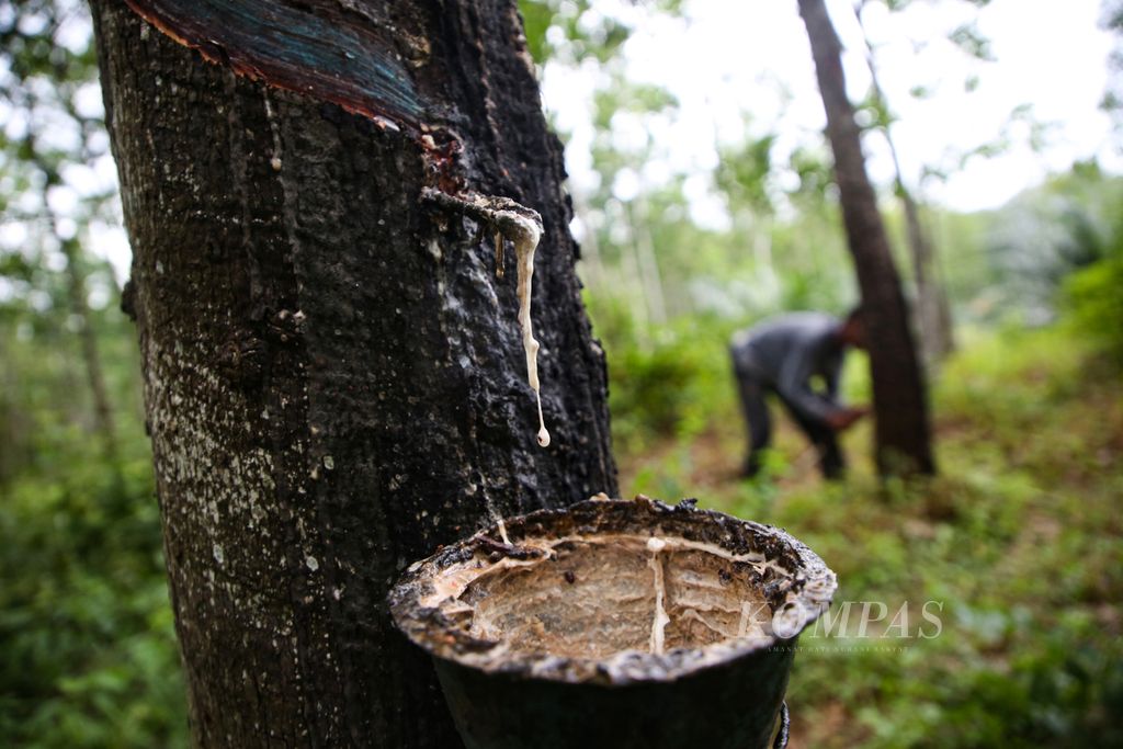 Getah karet yang membeku di salah satu kebun milik petani di Desa Cahaya Mas, Mesuji Makmur, Kabupaten Ogan Komering Ilir, Sumatera Selatan, Kamis (4/1/2024). Sulitnya mendapatkan pupuk sejak dua tahun terakhir dikeluhkan petani. Kondisi tersebut berdampak pada menurunnya produksi karet petani.