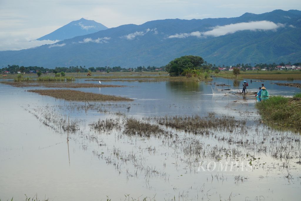 Warga menjaring ikan di persawahan yang tanaman padinya rusak oleh banjir akibat meluapnya sungai di Kecamatan Kumun Debai, Kota Sungai Penuh, Jambi, Rabu (17/1/2024). 
