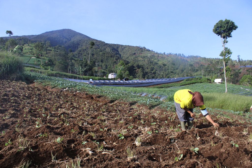 Salah satu petani menyiapkan lahan untuk ditanami akar wangi dengan latar belakang Gunung Cikuray di Desa Sukamukti, Kecamatan Cilawu, Kabupaten Garut, Jawa Barat, Sabtu (13/1/2024).