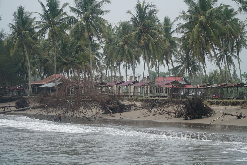 Beberapa pohon cemara laut tumbang di pesisir Kampung Pasir Jambak, Kelurahan Pasie Nan Tigo, Kecamatan Koto Tangah, Kota Padang, Sumatera Barat, Selasa (31/10/2023). 
