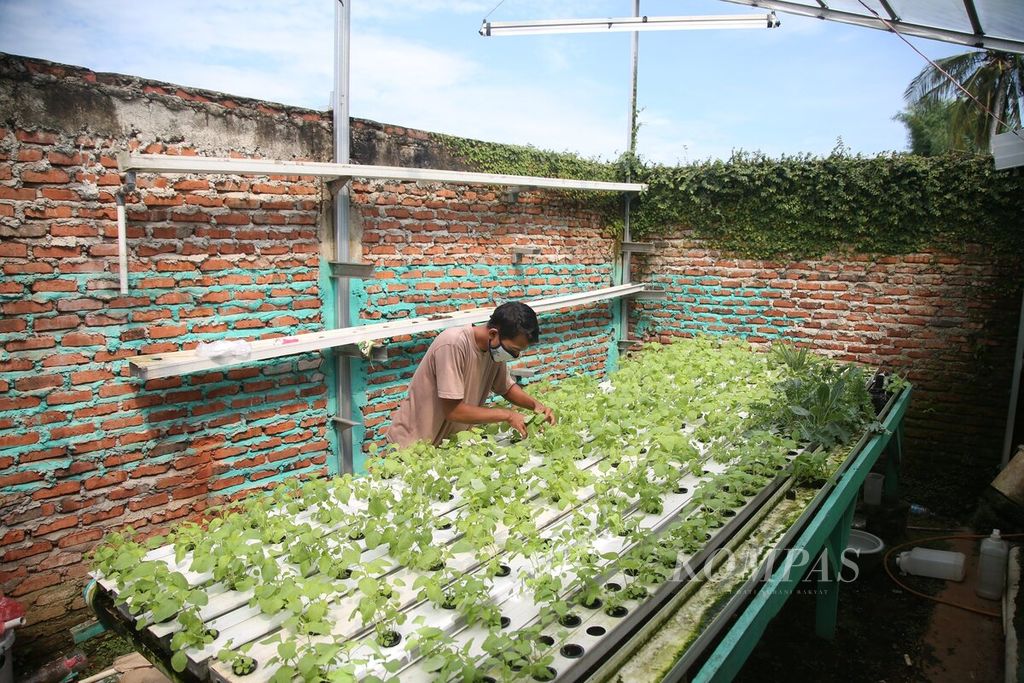 Berkebun secara hidroponik dijalani Adi (25) di rumahnya di kawasan Serpong, Tangerang Selatan, Banten, di sela-sela kesibukannya bekerja di sebuah perusahaan pembuatan aksesori mobil, Kamis (4/6/2020). 